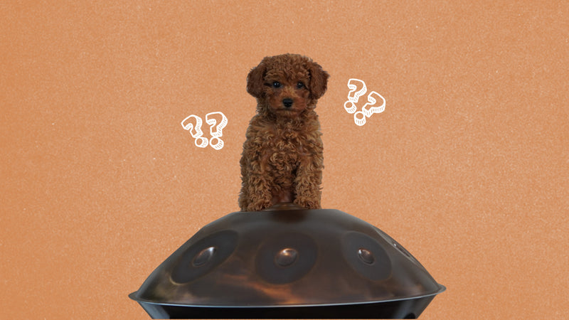 Brauner Pudelwelpe sitzt auf einer Handpan, daneben gezeichnete Fragezeichen