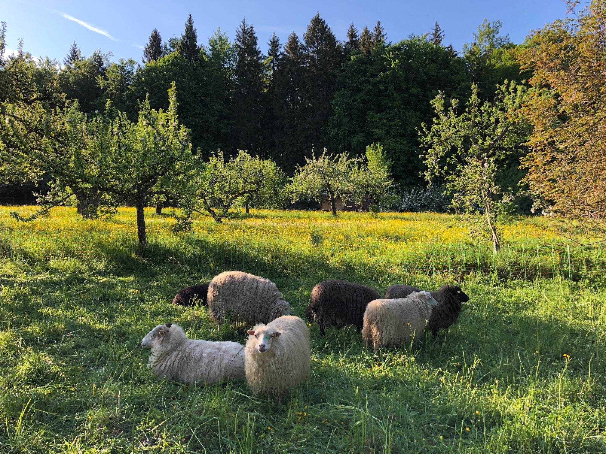 4-Tage Handpan Retreat Lindenhof
