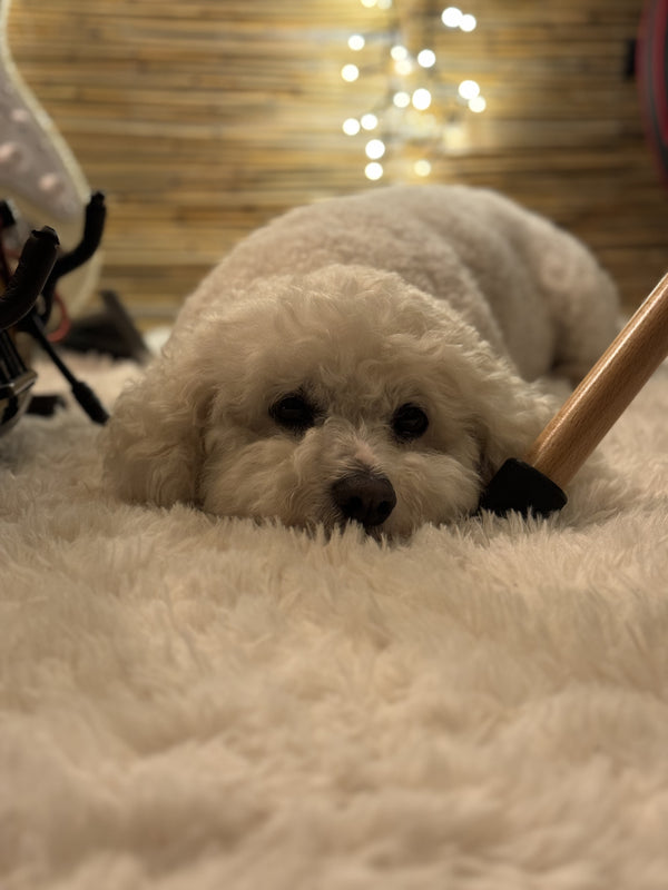Melo, der Bichon Frisé